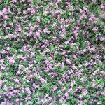 GARDEN GROWIES - Violet