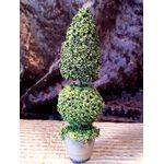 TOPIARY- 5"tall  1" round pot