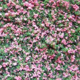 GARDEN GROWIES - Fuchsia Pink