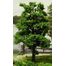 a completed tree with FG mat