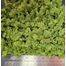 FOLIAGE LIGHT GREEN