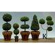 TOPIARY-LARGE FIR 5 1/2" TALL 'D' 1PC