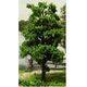 TREE-PREMADE 6'' FORST.GRN 2PC