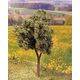 TREE-PREMADE 5.5" LINDEN GREEN 2PC
